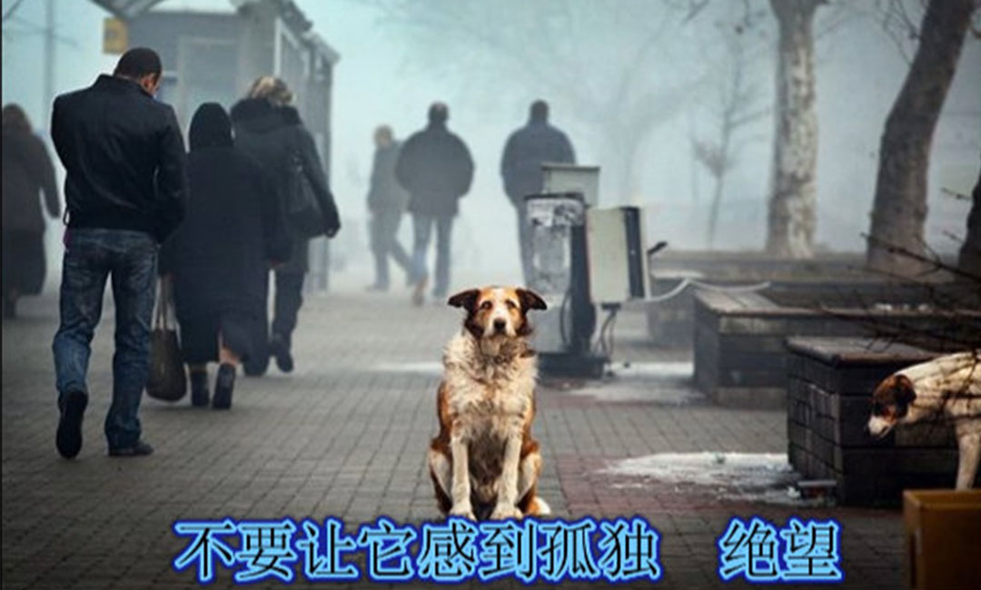 甘肃甘肃爱影圈微博微信转发案例